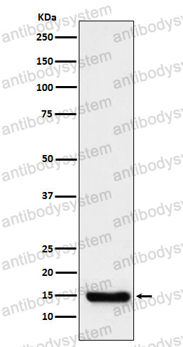 Anti-FIS1 Antibody (R2L09)
