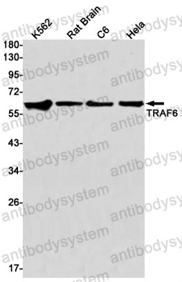 Anti-TRAF6 Antibody (R2L13)