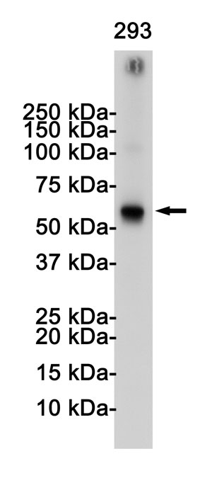 Anti-TRAF6 Antibody (R2L14)
