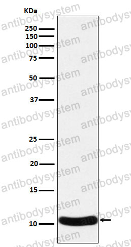 Anti-CCL27/CTACK Antibody (R2L18)