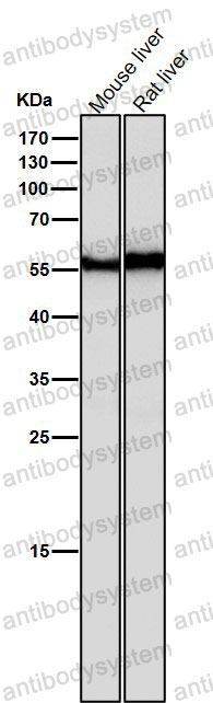 Anti-ANGPTL3 Antibody (R2L20)