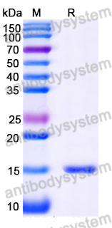 Anti-Human BACE2 Nanobody (SAA1007)