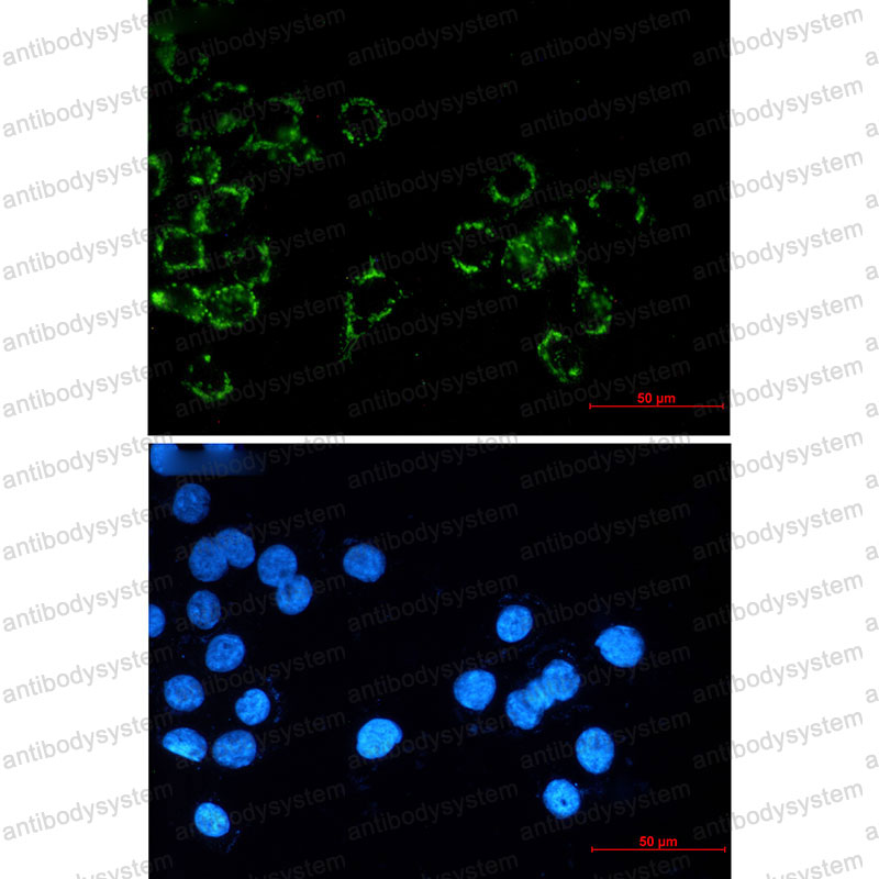 Anti-CD321/F11R/JAM-A Antibody (R2L26)