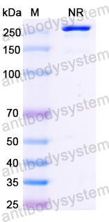 Human IgD, kappa Isotype Control antibody (HyHEL-10)
