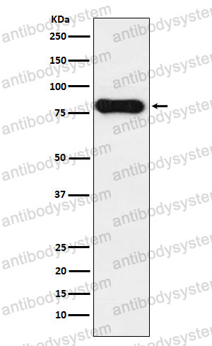 Anti-Human IgD Antibody (R2L35)