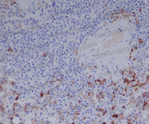Anti-Human IgG Antibody (R1C56)