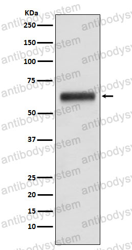 Anti-Human IgG3 Antibody (R2L38)