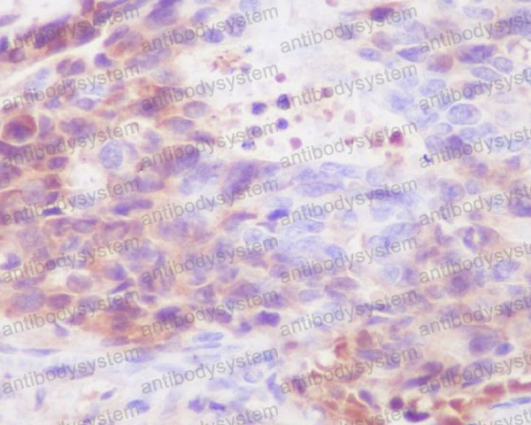 Anti-Human IgG4 Antibody (R1B90)