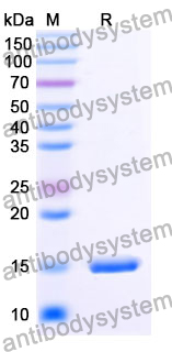 Anti-Human CD369/CLEC7A Nanobody (SAA1364)
