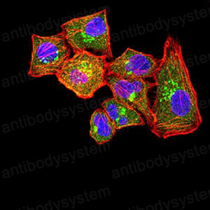 Immunofluorescence for Anti-CD371/CLEC12A Antibody (R3Y15) ?>