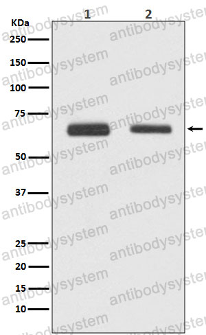 Anti-Cdc23/APC8 Antibody (R2L47)