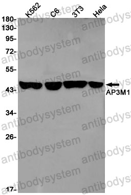 Anti-AP3M1 Antibody (R2L48)