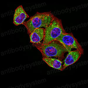 Immunofluorescence for Anti-ATPIF1 Antibody (R3Y32) ?>