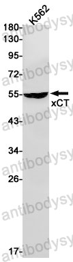 Anti-SLC7A11/xCT Antibody (R2L63)