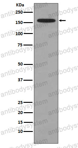 Anti-KMT4/Dot1L Antibody (R1B26)