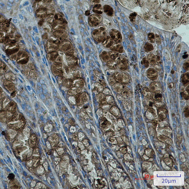 Anti-PBK Antibody (R2L67)