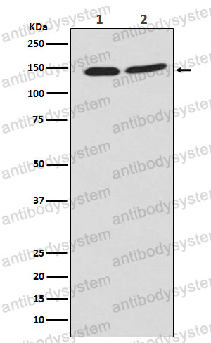 Anti-PHF8 Antibody (R2L69)