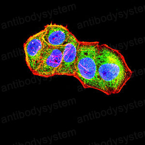 Immunofluorescence for Anti-TIMD4/TIM-4 Antibody (R3Y62) ?>