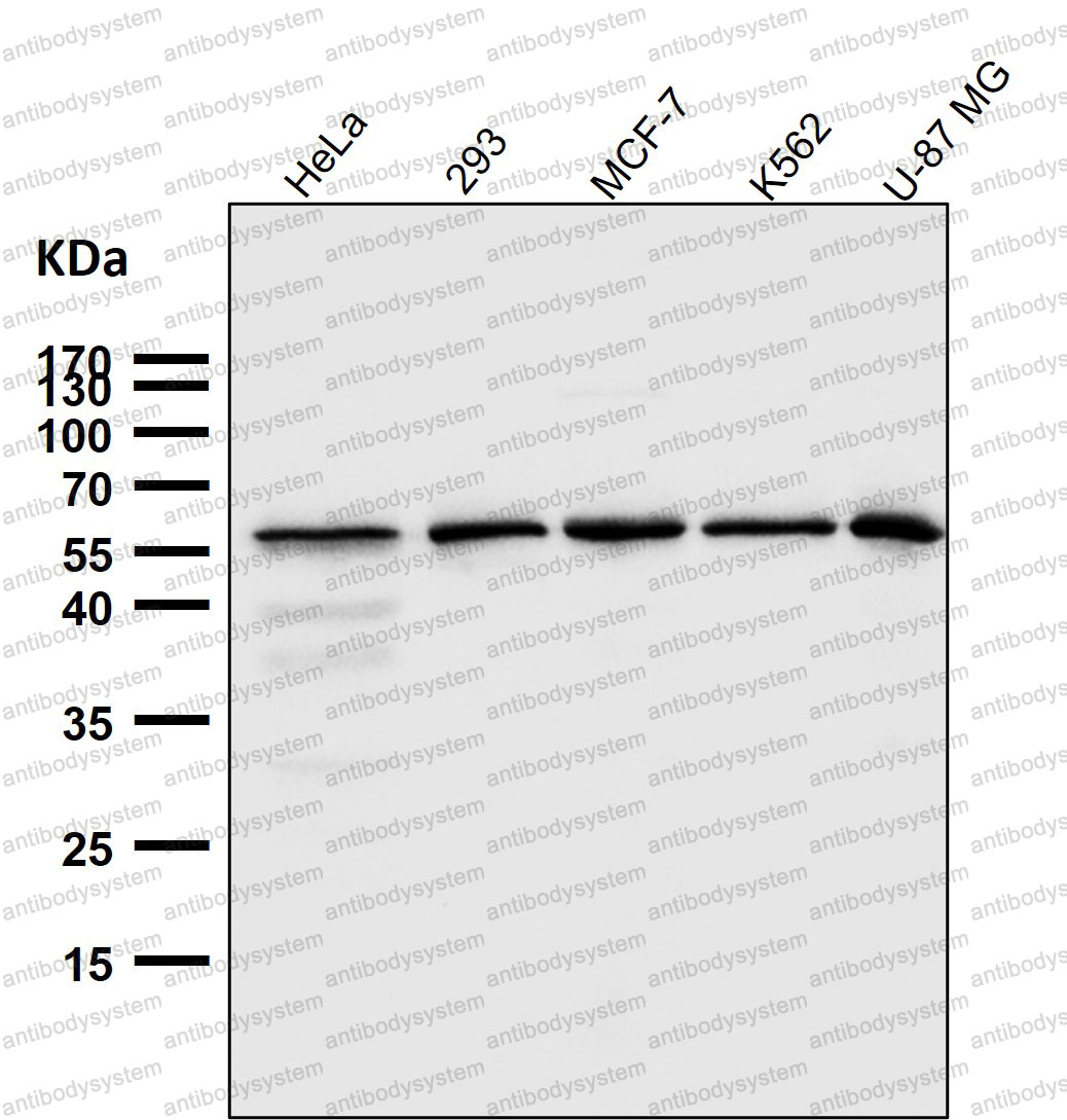 Anti-FTO Antibody (R2L75)