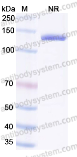 scFv hIgG1 Fc(C220A/L234A/L235A) Isotype Control Antibody (HyHEL-10)