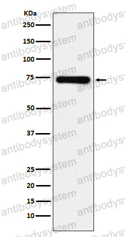 Anti-SAMHD1 Antibody (R2L84)