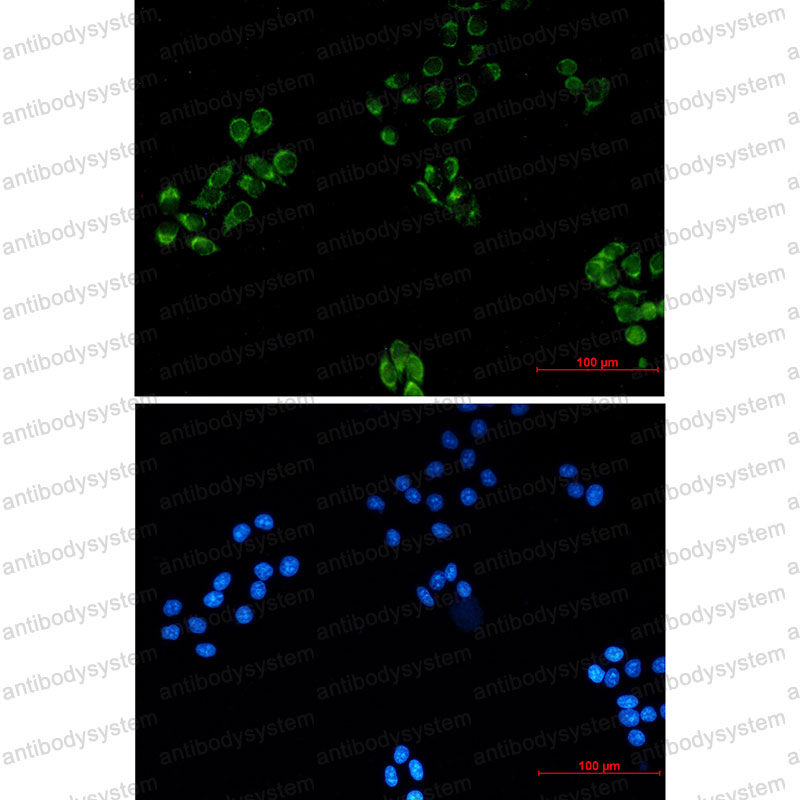 Anti-MRPS18B Antibody (R2L86)