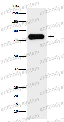 Anti-ACO2 Antibody (R2M07)