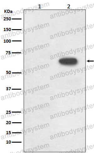 Anti-Phospho-CDC6 (S54) Antibody (R2M09)