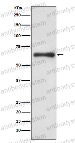 Anti-CDC6 Antibody (R2M10)