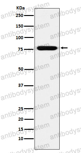 Anti-KIF3A Antibody (R2M12)