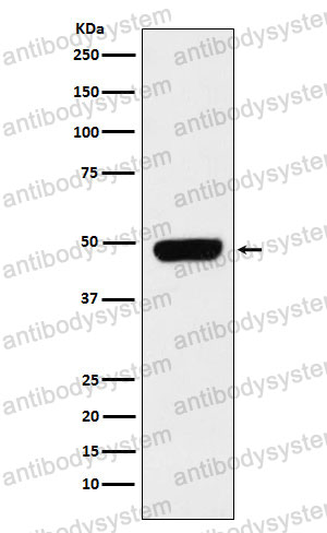 Anti-PANX1 Antibody (R2M18)