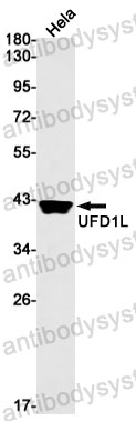 Anti-UFD1 Antibody (R2M21)