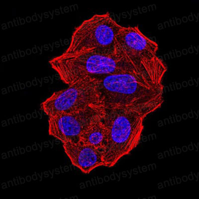 Immunofluorescence for Anti-UFD1 Antibody (R3Z02) ?>