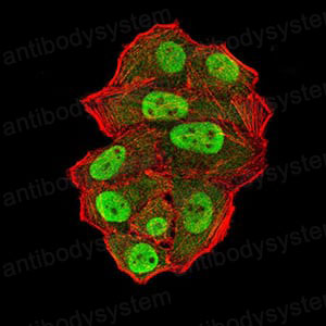 Immunofluorescence for Anti-UFD1 Antibody (R3Z02) ?>
