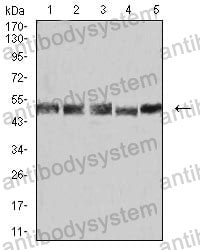 Western blot for Anti-UFD1 Antibody (R3Z02) ?>