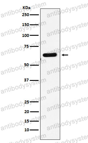 Anti-EHD1 Antibody (R2M30)