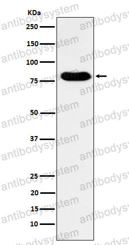 Anti-GTPBP4 Antibody (R2M39)