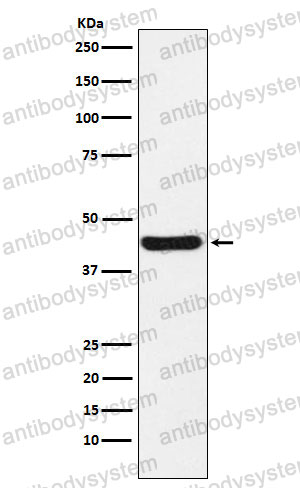 Anti-NDEL1 Antibody (R2M48)