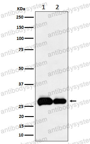 Anti-EGLN3 Antibody (R2M50)