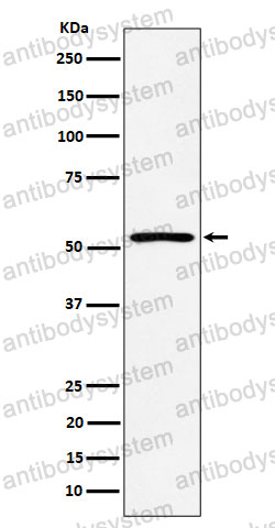 Anti-SAMM50 Antibody (R2M70)
