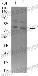 Western blot for Anti-ASH2L Antibody (R3Z24) ?>