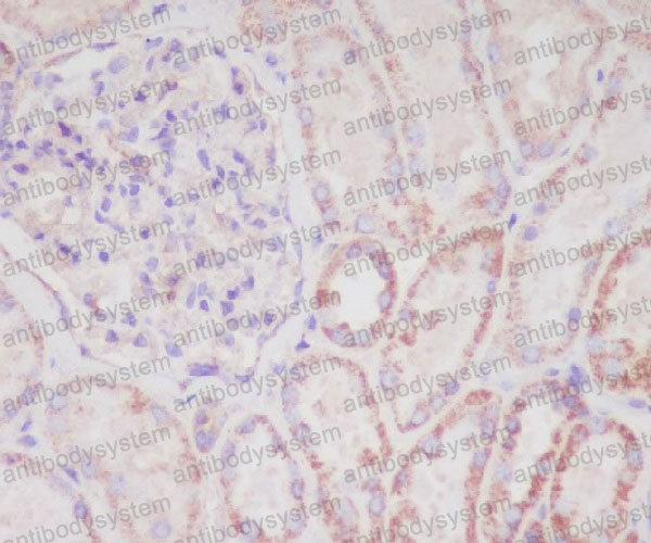 Anti-DIABLO Antibody (R2M80)