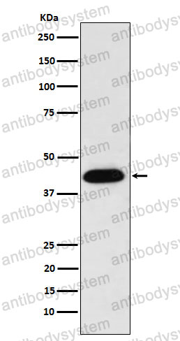 Anti-NUDC Antibody (R2M92)