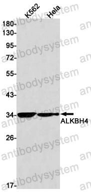 Anti-ALKBH4 Antibody (R2M97)