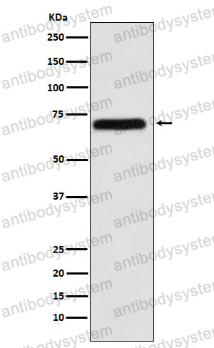 Anti-NXF1 Antibody (R2N05)