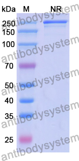 IgG Format Isotype Control for Bispecific Antibody (SAA2234)