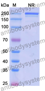 IgG Format Isotype Control for Bispecific Antibody (SAA2235)