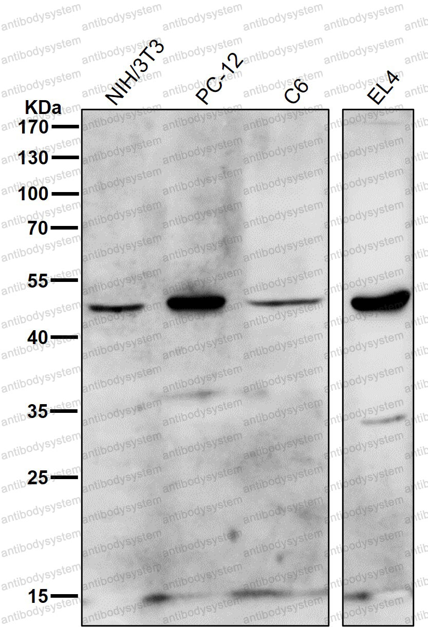 Anti-HDAC11 Antibody (R1A21)