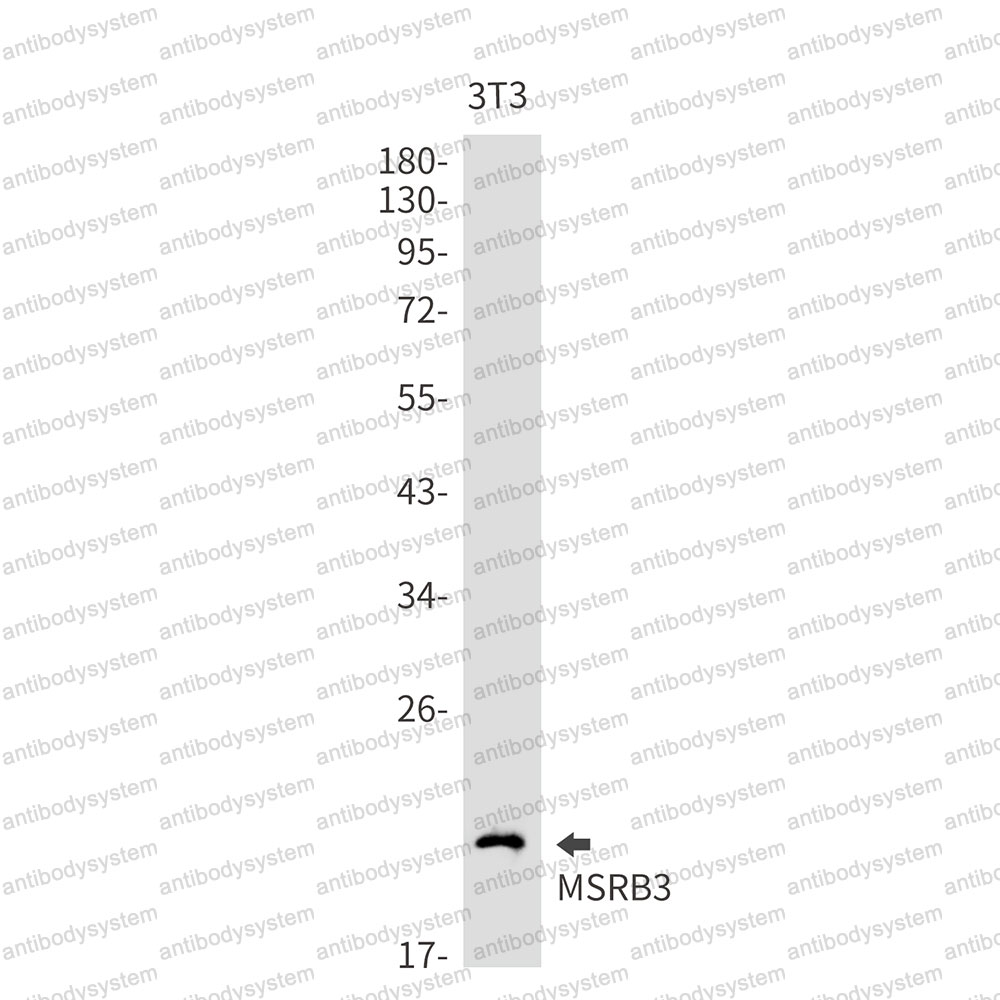 Anti-MSRB3 Antibody (R2N67)
