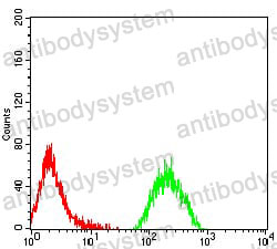 Anti-KAT2B Antibody (R4A11)